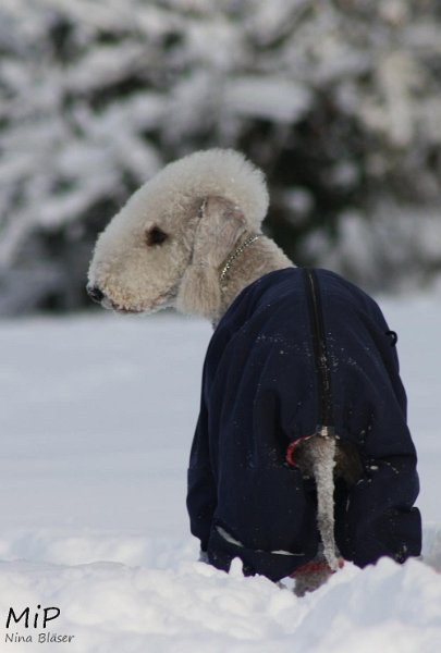 2010-12-25 Airis Blue Volshebny Svet (7).jpg